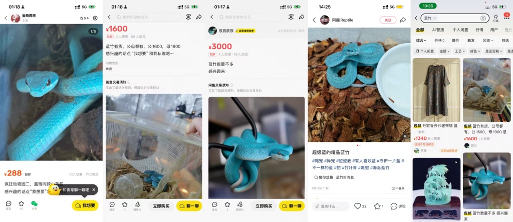 《疯狂动物城2》热播后引发剧毒蛇类热卖，律师称寄售有毒活体或违法